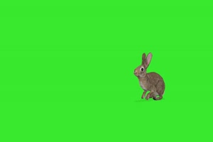吃草的兔子 绿幕视频 绿幕素材 抠像视频 特效素手机特效图片