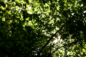 唯美森林 梦幻森林 仙境 背景视频下载36手机特效图片