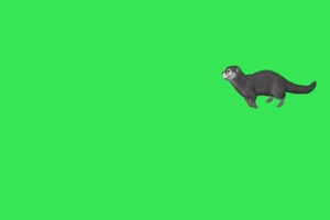 黄鼠狼 绿屏动物 特效视频 抠像视频 巧影ae素材手机特效图片