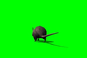 老鼠 7 绿背景 绿屏抠像素材 巧影特效素材手机特效图片