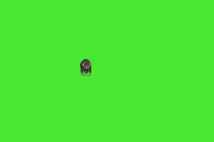老鼠2 绿屏动物 特效视频 抠像视频 巧影ae素材手机特效图片