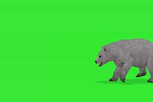 北极熊 绿屏动物 特效视频 抠像视频 巧影ae素材手机特效图片