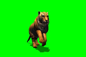 老虎 走路 奔跑 5 动物 绿屏抠像 特效素材手机特效图片