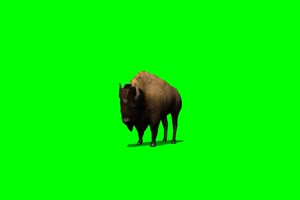 野牛  绿屏抠像 特效素材 免费下载手机特效图片
