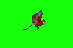 凤凰鹦鹉鸟侧面 全方位绿幕视频 抠像视频素材绿手机特效图片