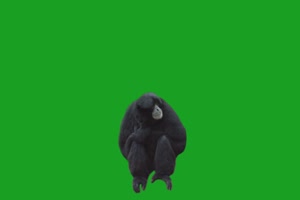 忧伤的黑猩猩 绿屏抠像素材 绿幕素材手机特效图片