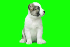 狗 狗狗 动物 绿屏抠像素材 21 免费下载