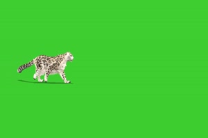 金钱豹 绿幕视频 绿幕素材 抠像视频 特效素材手机特效图片