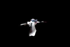 仙鹤 飞鹤 飞鸟 白鹤 带通绿布和绿幕视频抠像素材