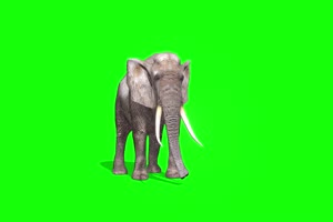 白色大象1 动物绿屏 绿幕视频 抠像素材下载手机特效图片