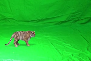 老虎 攻击 3 动物 绿屏抠像 特效素材手机特效图片