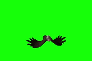 乌鸦1 动物绿屏 绿幕视频 抠像素材下载手机特效图片