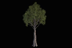树 树木 抠像视频19黑幕视频素材手机特效图片