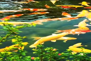 手机专用 锦鲤 唯美鱼塘 池塘 美景视频素材33手机特效图片