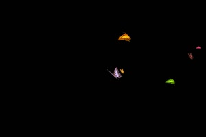 一群彩蝶飞过 蝴蝶 抠像素材 特效素材手机特效图片