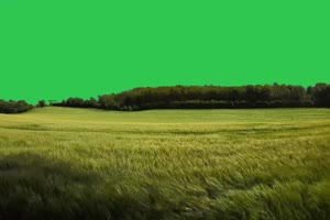 4K 草  草原绿幕素材 2 绿幕视频 绿屏素材网手机特效图片