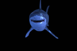 带通道 鲨鱼 biting camera 1 特效后期素材 免抠像视手机特效图片