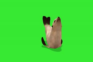 海狮 海龟 绿幕视频 绿幕素材 抠像视频 特效素材手机特效图片