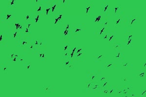 4K 漫天飞鸟 飞鸟绿幕视频 真实鸟类绿屏素材手机特效图片