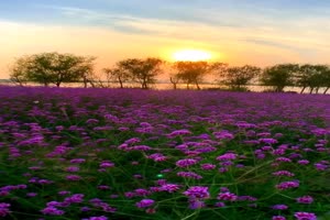 手机专用 紫色花海 唯美风景视频背景素材 免费手机特效图片