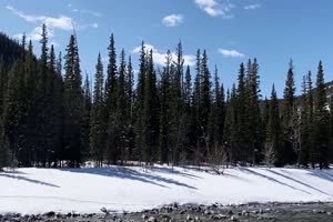 4K 冬天雪地针叶林 背景视频素材 免费手机特效图片