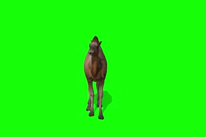 骆驼 特效牛 绿幕素材 抠像视频 后期特效素材手机特效图片