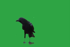 乌鸦 鸟儿 鸟绿幕视频 3 绿幕素材 绿幕视频下载手机特效图片