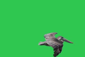 鸭嘴兽 鸟儿 鸟绿幕视频 4 绿幕素材 绿幕视频下手机特效图片