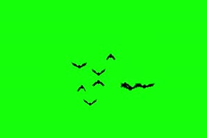 蝙蝠排列阵型 绿幕素材 抠像视频免费下载手机特效图片