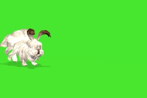 白色的长毛兔 绿屏动物 特效视频 抠像视频 巧影手机特效图片