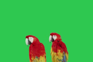 4K 鹦鹉3 飞鸟绿幕视频 真实鸟类绿屏素材手机特效图片