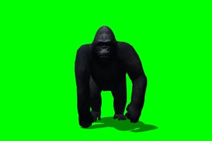 金刚 大猩猩 黑猩猩 10 绿背景 绿屏抠像素材 巧影手机特效图片