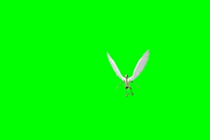 骷髅 天使绿屏抠像 特效素