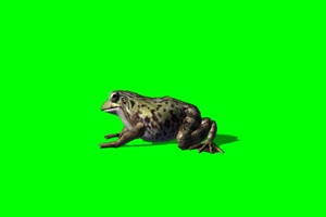 青蛙 4 绿背景 绿屏抠像素材 巧影特效素材手机特效图片