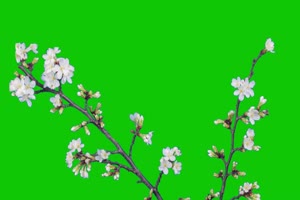  花儿绿幕 花朵 4 绿幕视频 绿幕素材 @特效牛手机特效图片