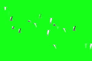 精品素材 一群飞鸟 鸽子 白鹤 绿幕素材 绿幕视频手机特效图片