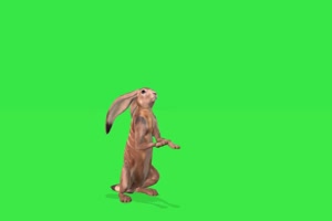 长耳朵兔子1 绿屏动物 特效视频 抠像视频 巧影手机特效图片