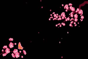 风中粉色的梅花 黑幕视频 抠像素材 特效视频 特