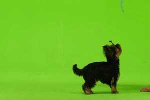 约克夏犬 狗狗绿幕视频素材18免费下载手机特效图片