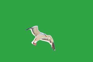 小鸟绿幕视频素材 动物绿幕 剪映特效素材 特效手机特效图片