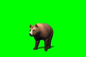 棕熊 1 绿屏抠像 特效素材 免费下载手机特效图片