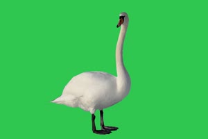 鹅 天鹅 4K天鹅  绿幕素材 绿幕视频下载手机特效图片