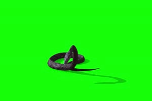 4K 黑蛇1 绿幕视频 绿幕素材 抠像视频 后期特效手机特效图片
