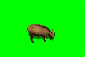 山羊 4 绿背景 绿屏抠像素材 巧影特效素材手机特效图片