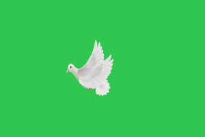 4K 鸽子 飞鸟绿幕视频 真实鸟类绿屏素材手机特效图片