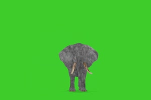 大象 象 绿幕视频 绿幕素材 抠像视频 特效素材手机特效图片
