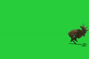 奔跑的羚羊 绿屏动物 特效视频 抠像视频 巧影手机特效图片