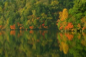 秋风落叶落木秋景唯美森林秋季视频素材043手机特效图片