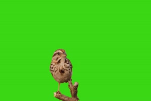唱歌小鸟绿幕视频素材 动物绿幕 剪映特效素材手机特效图片