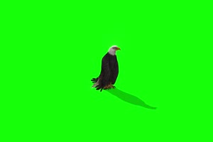 落地的老鹰 特效牛 绿幕素材 抠像视频 后期特效手机特效图片